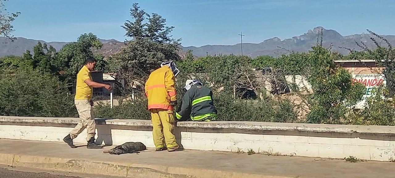 $!Atacan abejas a menor y su perrito en Escuinapa