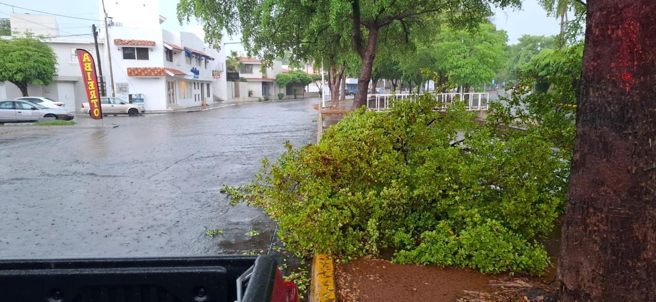 $!Deja tormenta vespertina árboles, espectaculares y postes caídos en Culiacán