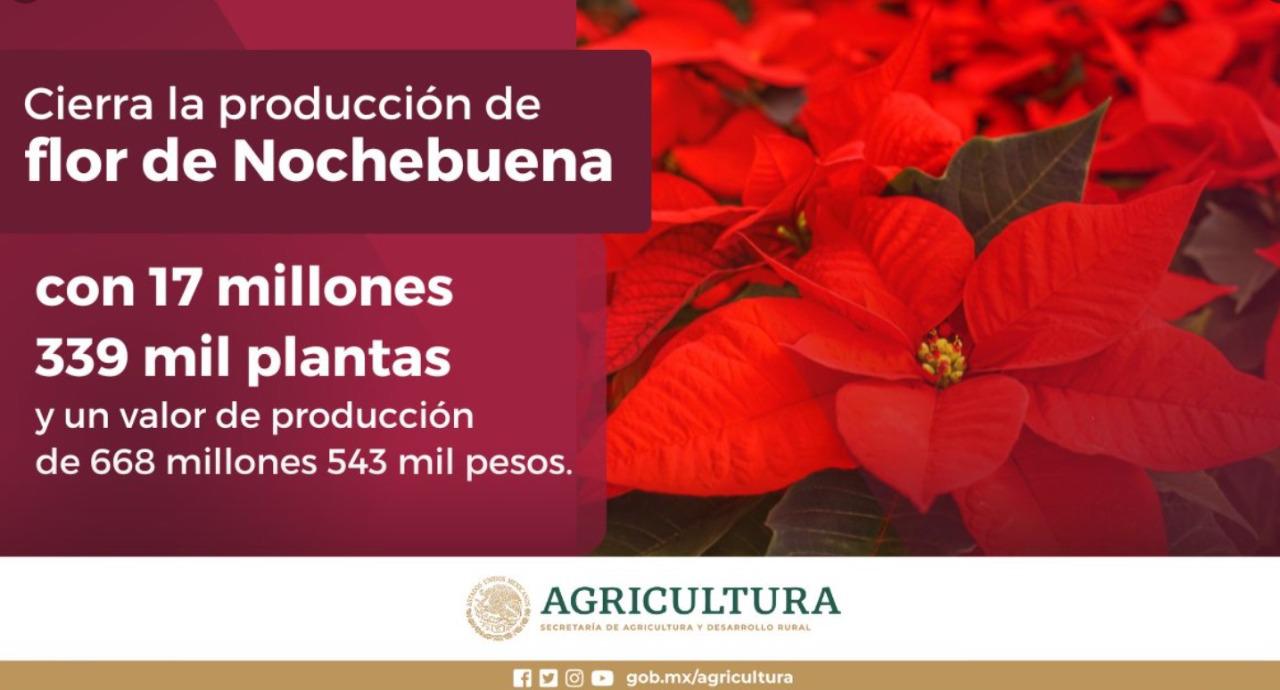 $!Alistan productores cosecha de flor de Nochebuena para las fiestas decembrinas