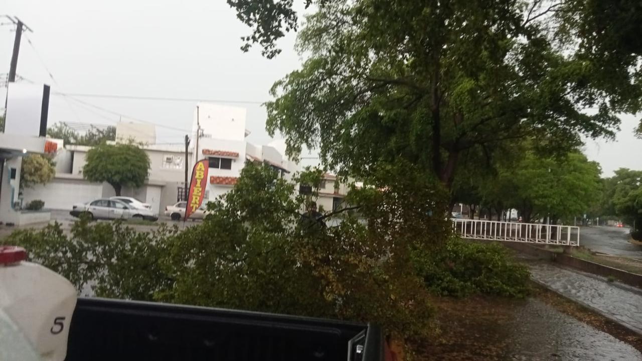 $!Deja tormenta vespertina árboles, espectaculares y postes caídos en Culiacán