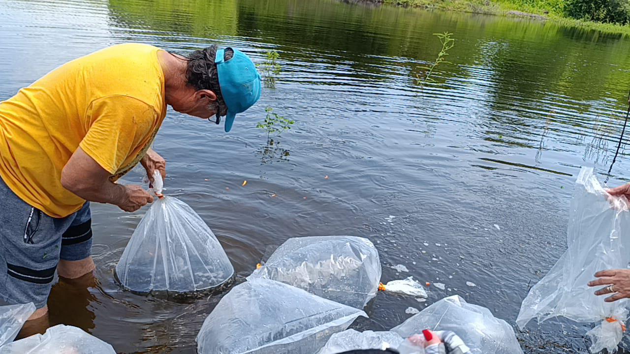 $!Presa El Pochote de La Campana es repoblada con 400 mil alevines de tilapia