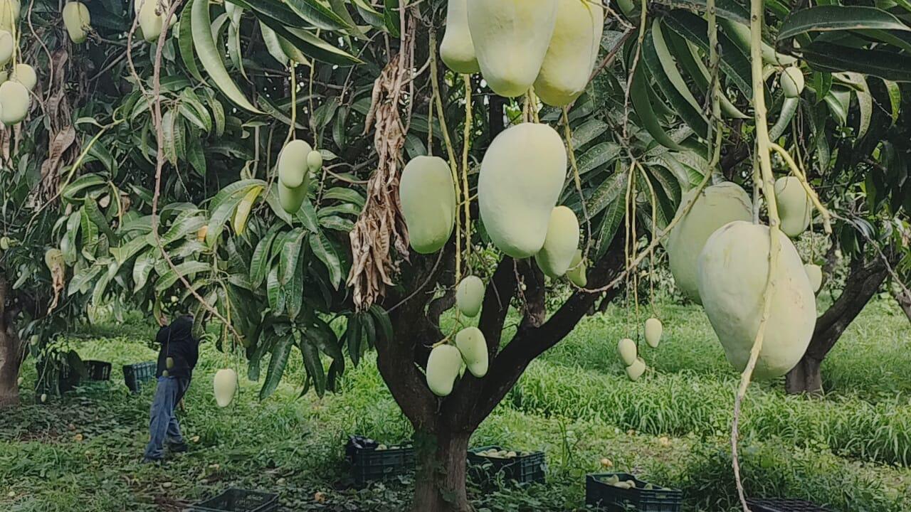 $!El corte, primer paso para la exportación del mango del sur de Sinaloa