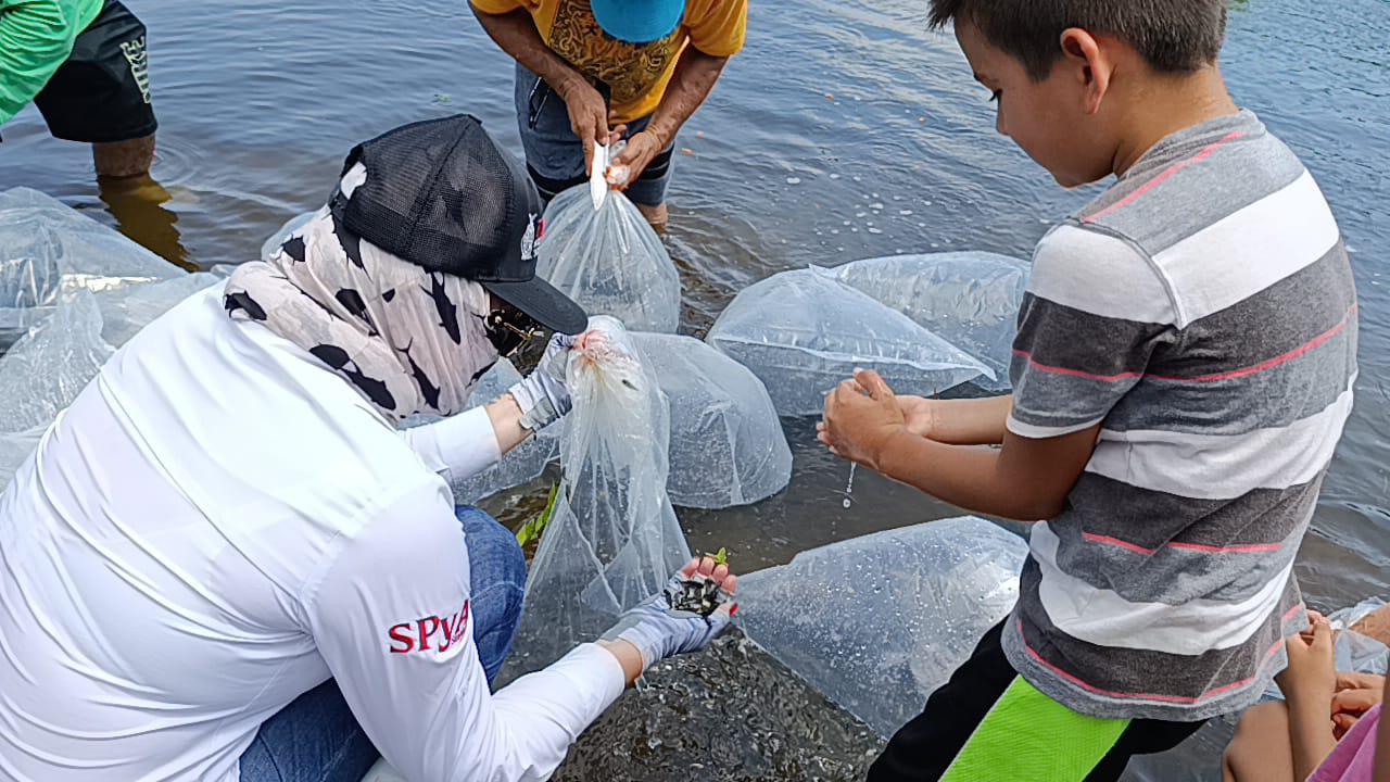 $!Presa El Pochote de La Campana es repoblada con 400 mil alevines de tilapia