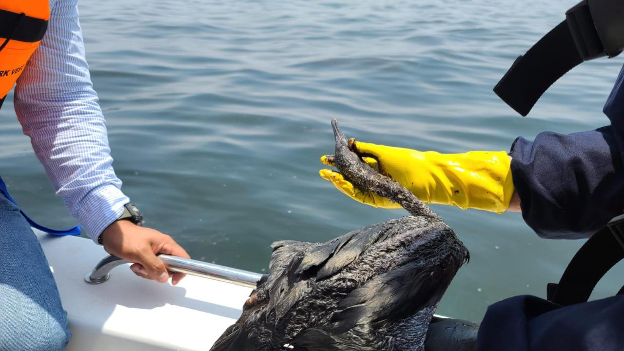 $!Aves marinas dañadas por el derrame petrolero en Perú.