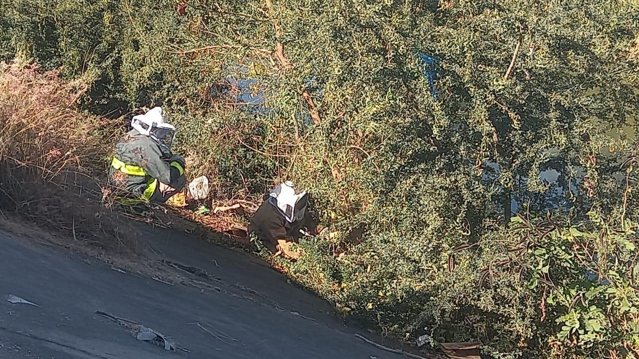 $!Atacan abejas a menor y su perrito en Escuinapa