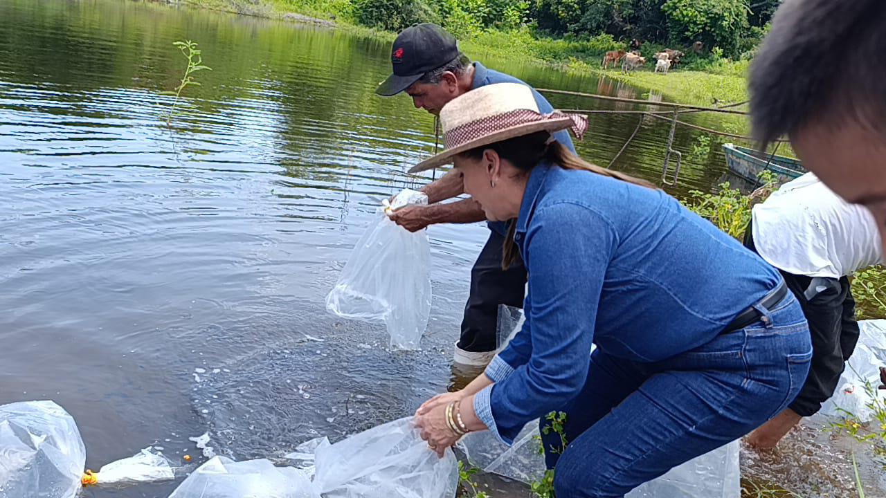 $!Presa El Pochote de La Campana es repoblada con 400 mil alevines de tilapia