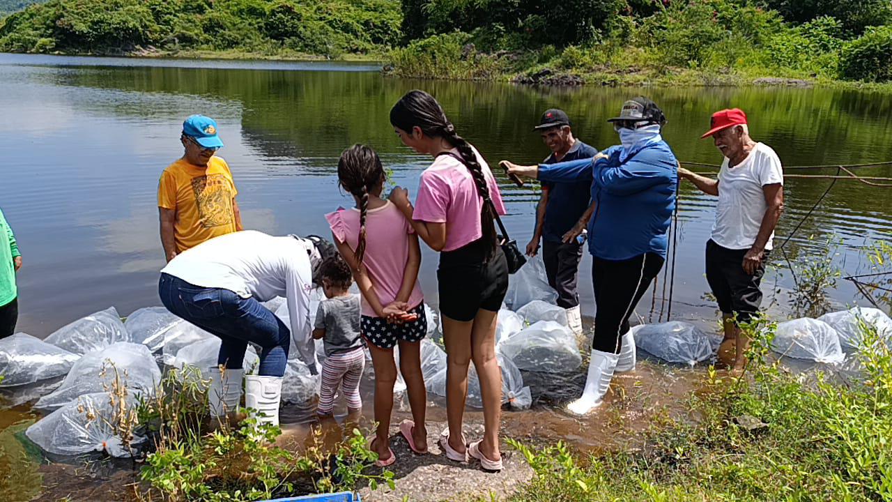 $!Presa El Pochote de La Campana es repoblada con 400 mil alevines de tilapia