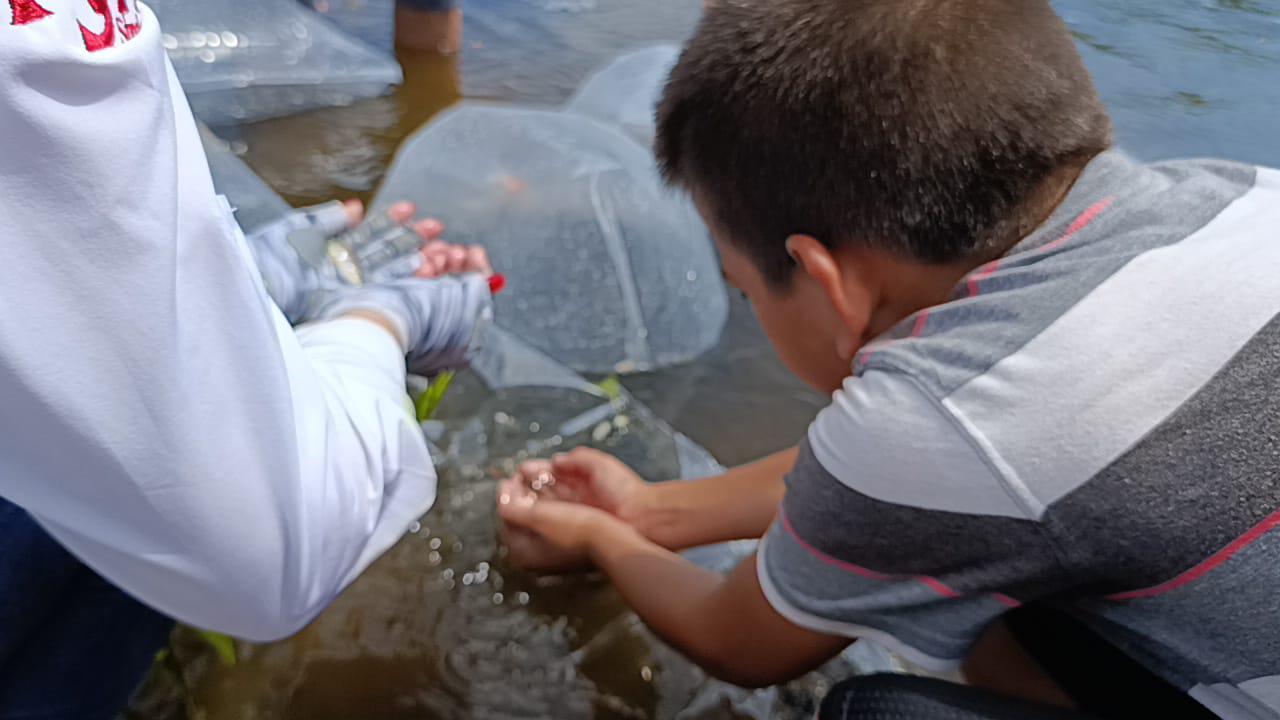 $!Presa El Pochote de La Campana es repoblada con 400 mil alevines de tilapia