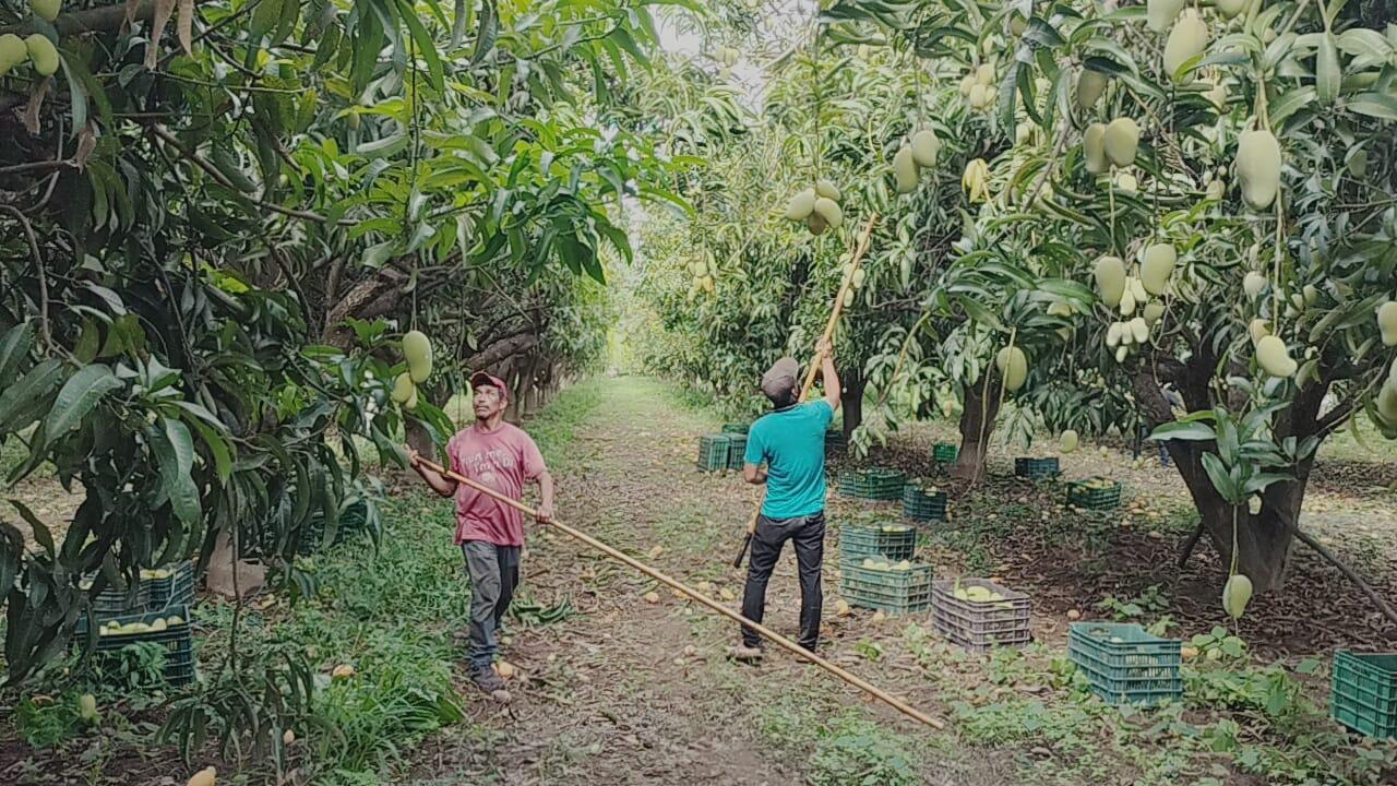 $!Productores de Rosario ven que el precio del kilo de mango no les genera ganancia