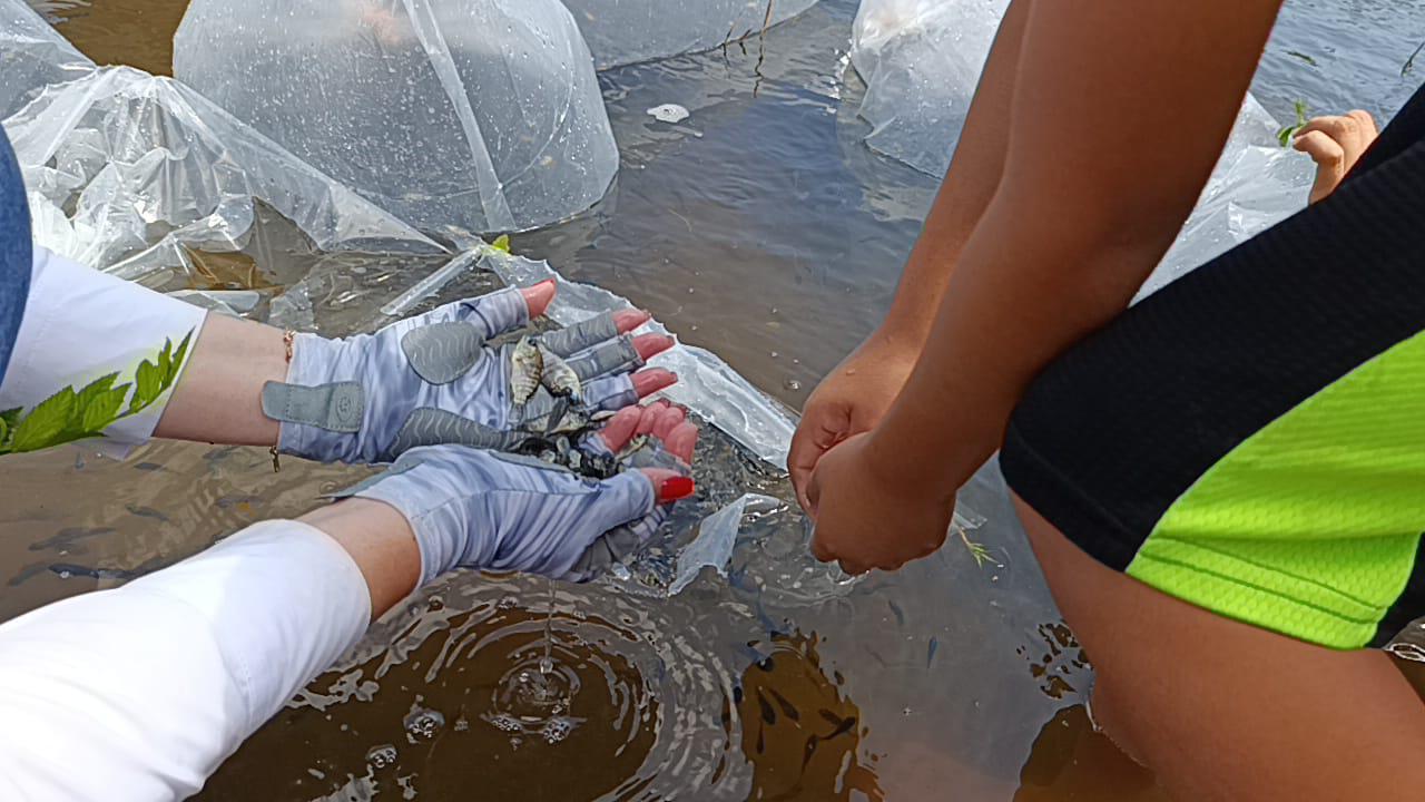 $!Presa El Pochote de La Campana es repoblada con 400 mil alevines de tilapia