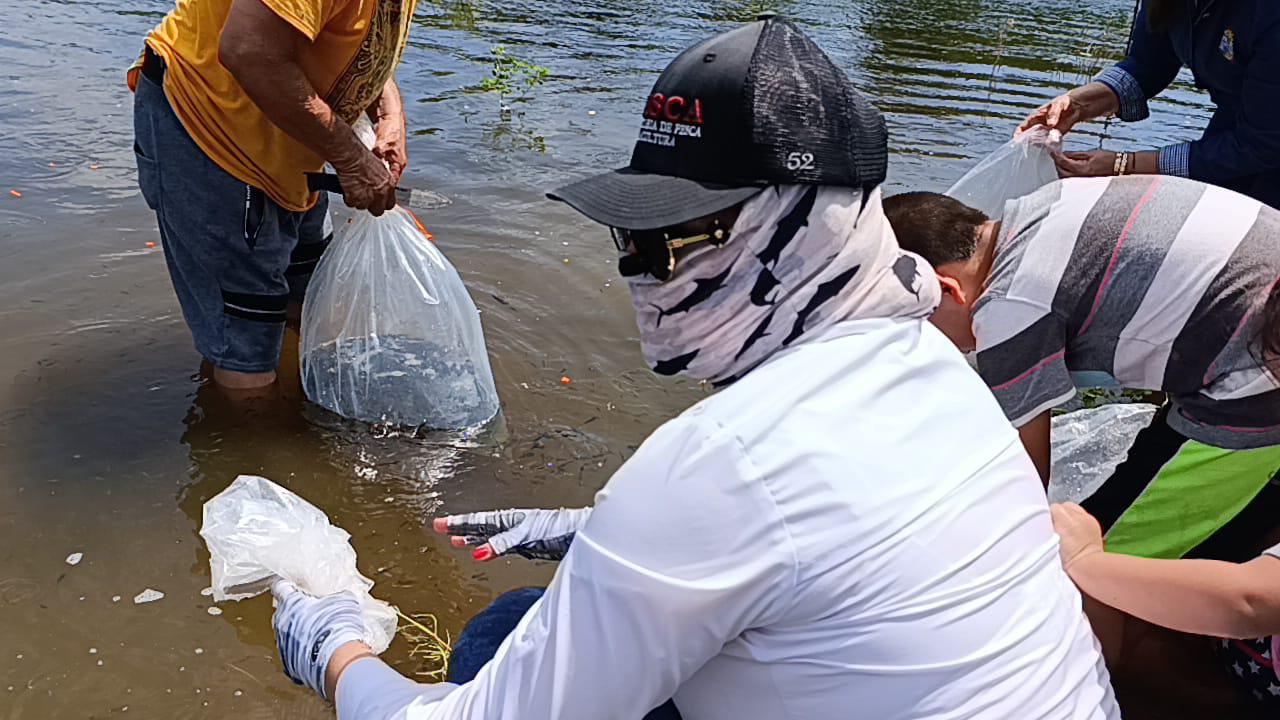 $!Presa El Pochote de La Campana es repoblada con 400 mil alevines de tilapia