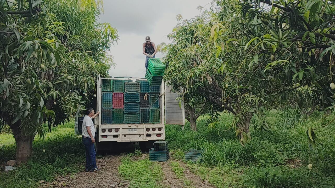 $!Productores de Rosario ven que el precio del kilo de mango no les genera ganancia