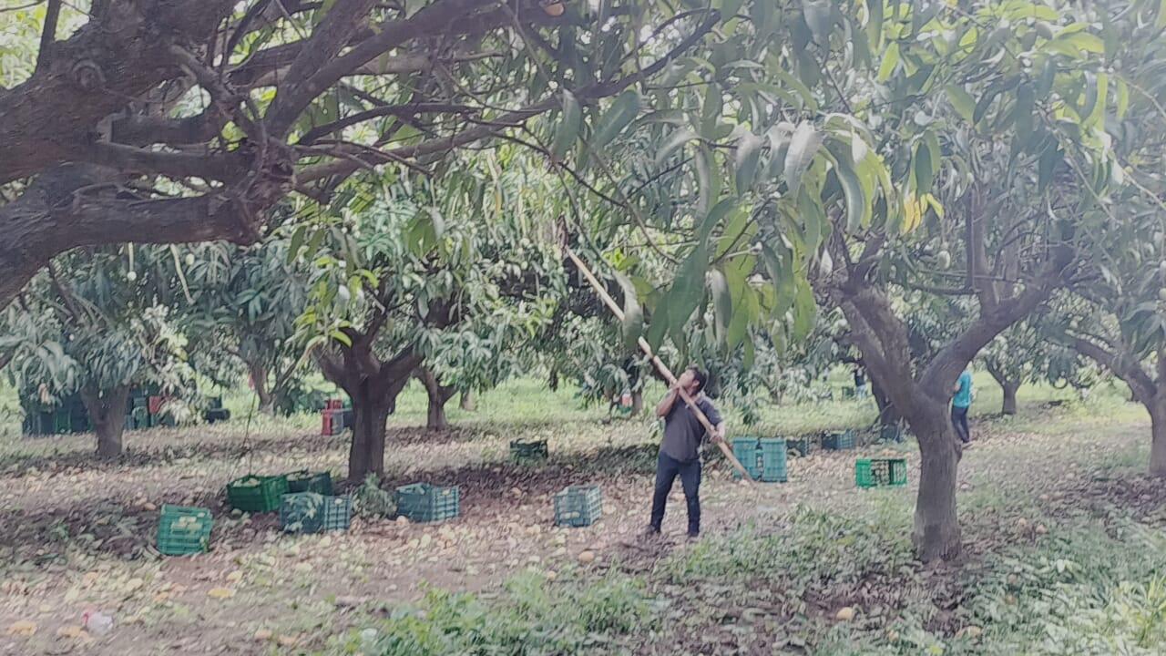 $!Productores de Rosario ven que el precio del kilo de mango no les genera ganancia