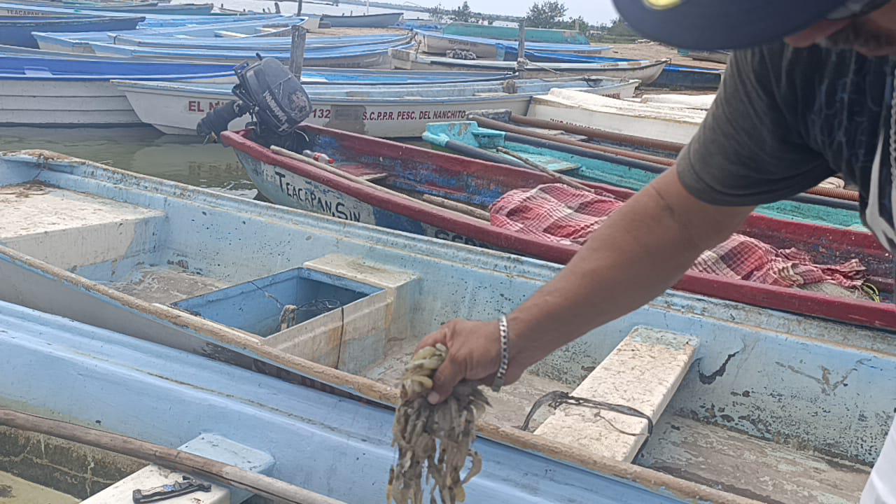 $!Sitios pesqueros de Escuinapa permanecen desiertos en primer día de capturas