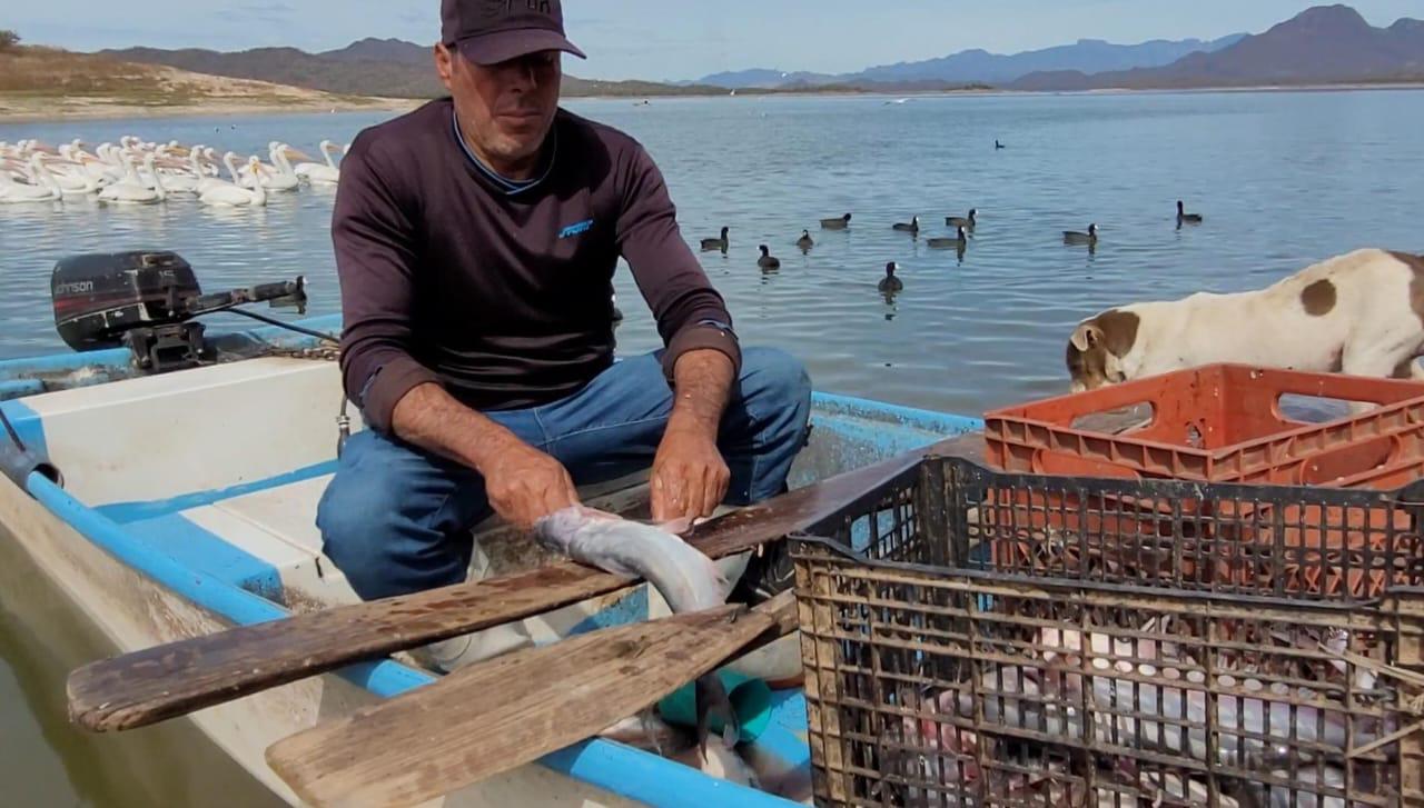 $!No todos los pescadores en la presa Sanalona reciben apoyos federales, aseguran productores