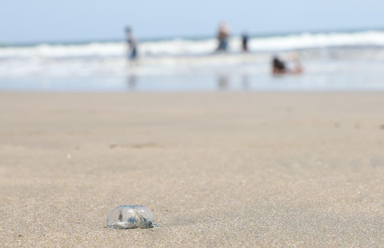 $!Atienden a 4 bañistas por contacto con quemadores; continúa el mar de fondo en playas de Mazatlán