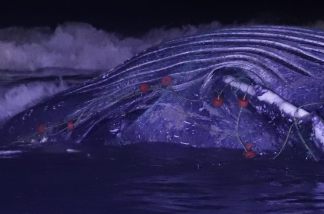 $!Ballena jorobada muere atrapada en chinchorro en las playas de Mazatlán