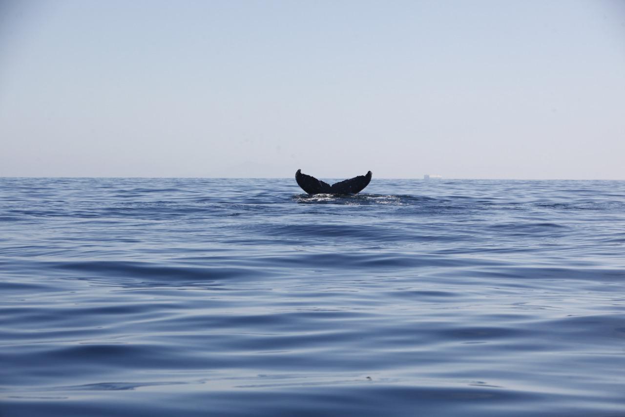 $!VIDEO | Viaje a la ballena jorobada frente a Mazatlán