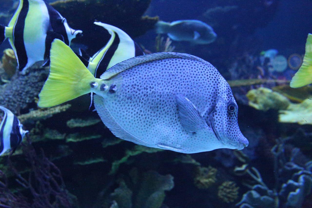 $!Inauguran el Gran Acuario Mazatlán Mar de Cortés, el más grande de América Latina