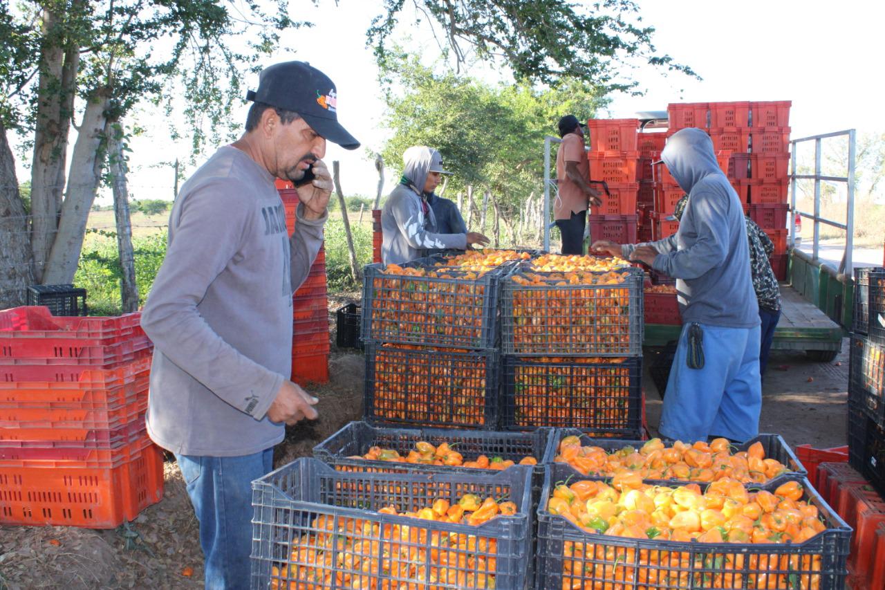 $!Apuestan a la siembra de chile habanero en el valle de Escuinapa