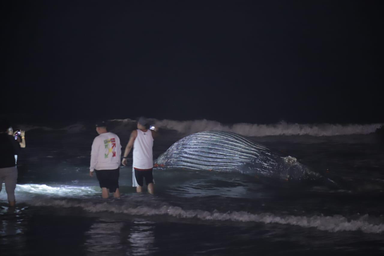 $!Ballena jorobada muere atrapada en chinchorro en las playas de Mazatlán