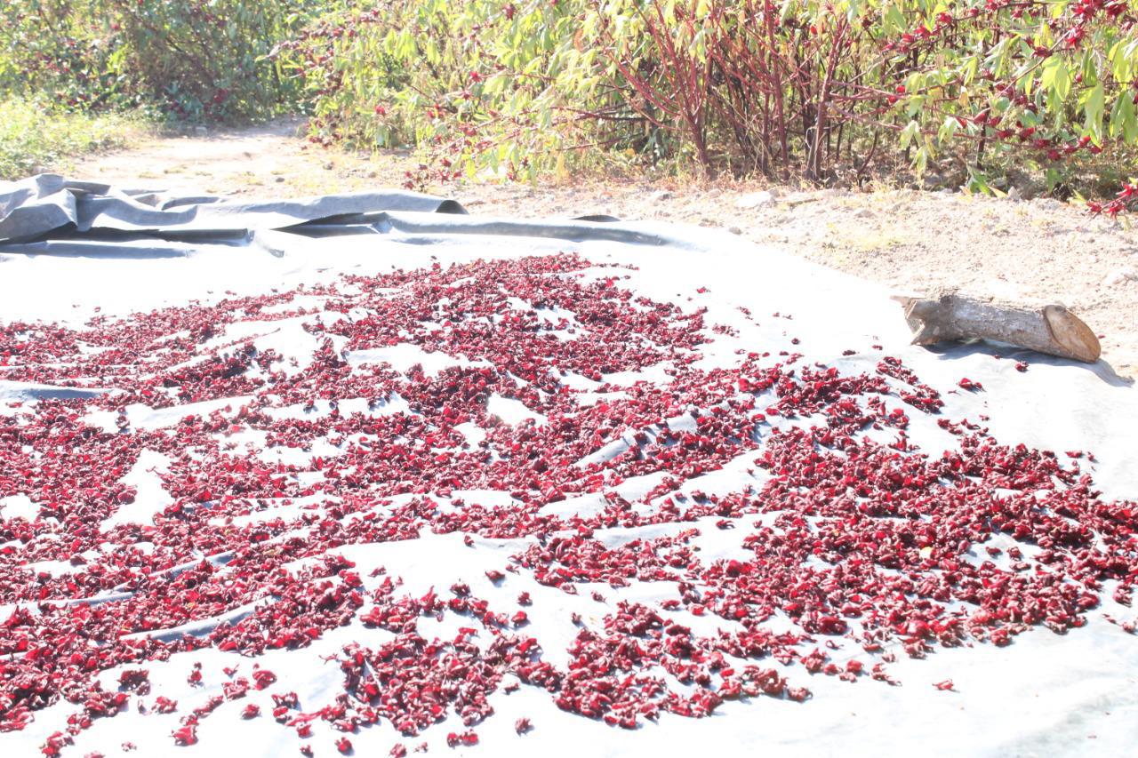 $!Buscan productores de jaimaca de Escuinapa mejorar su producción