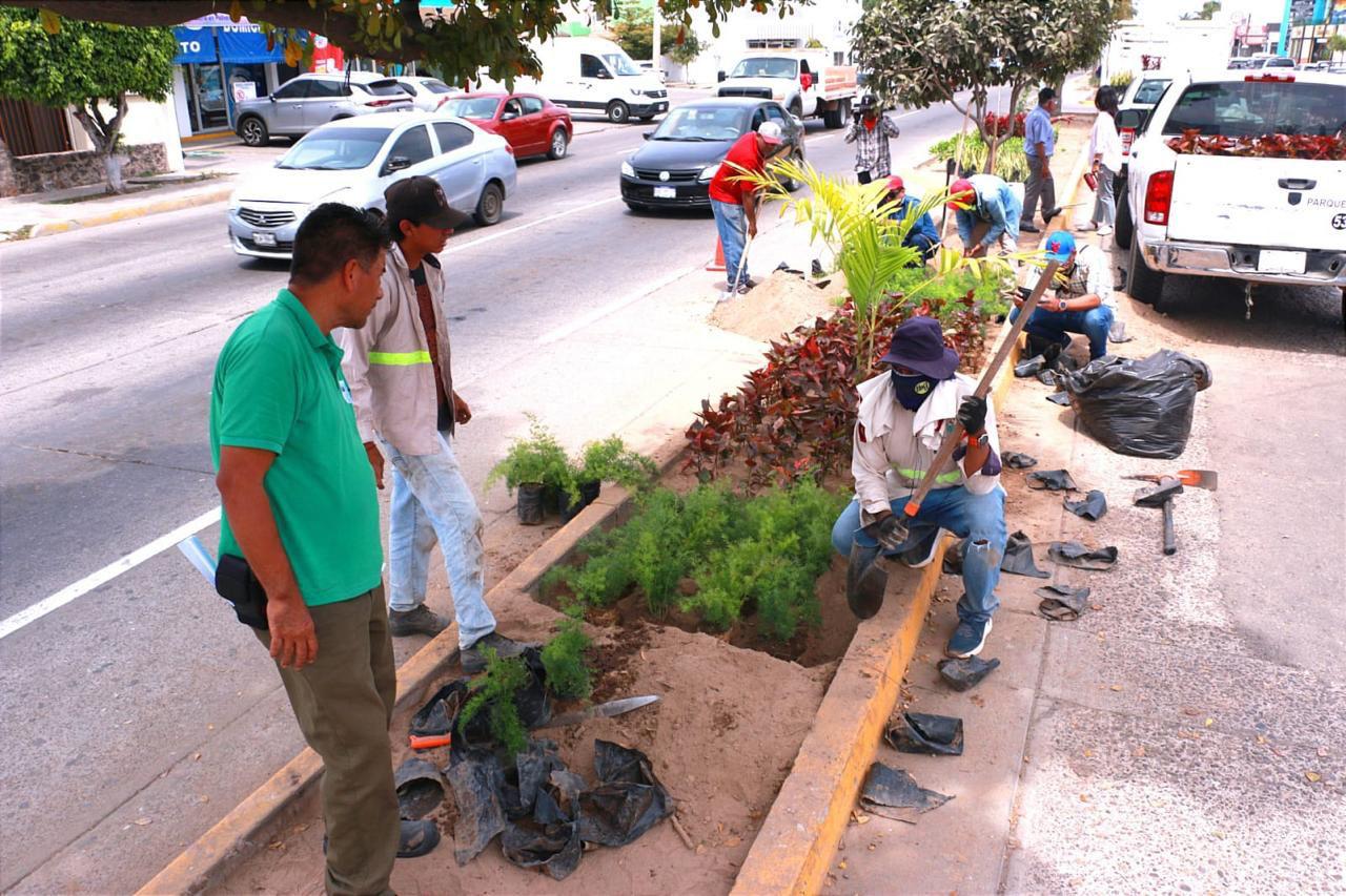 $!Restauran Avenida La Marina con acalifa, orejas de burro, árbol de orquídea, uva de mar, muñecas y corona de Cristo