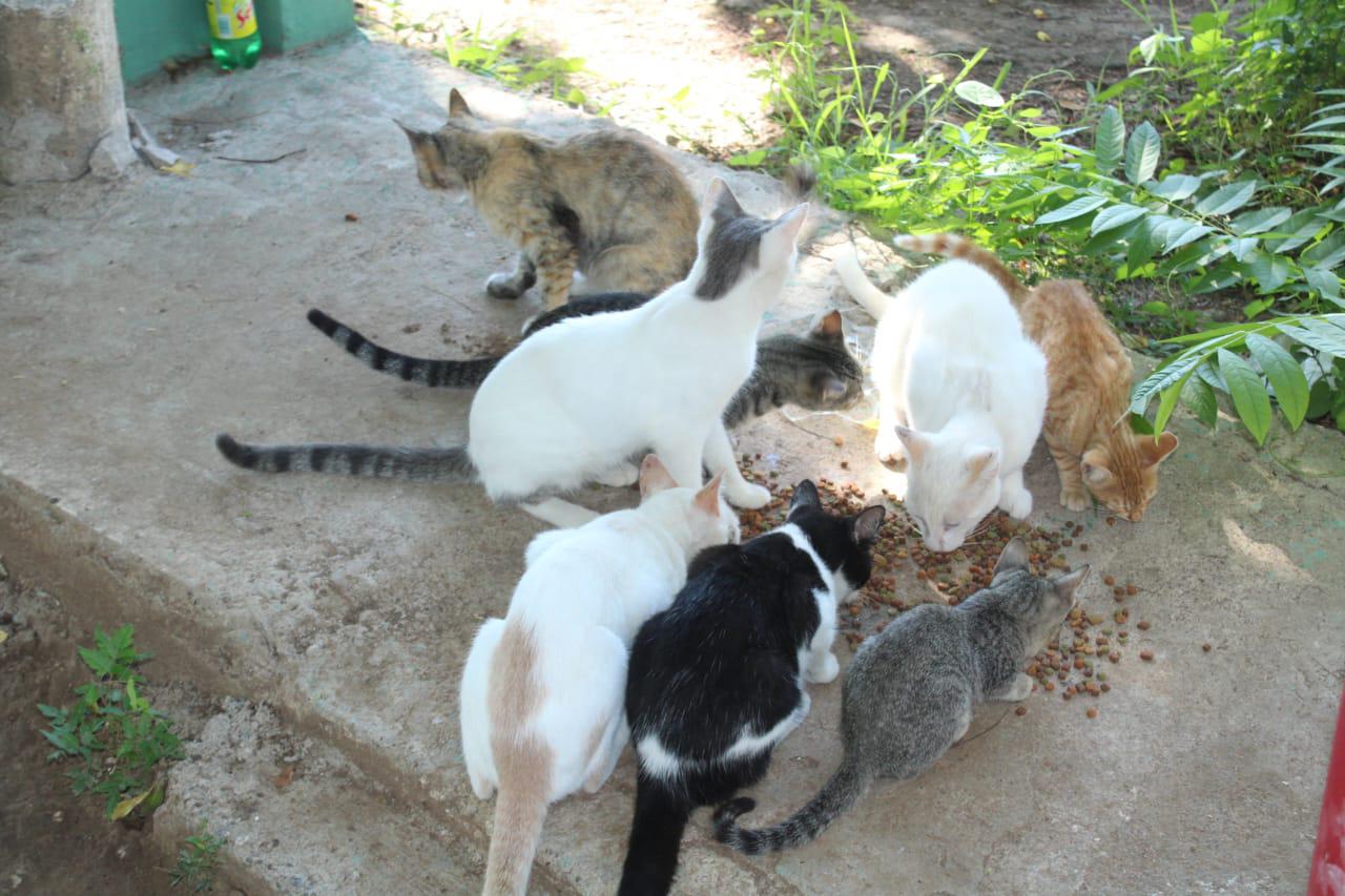 $!En Rosario, Daniela sigue los pasos de su abuelita para cuidar a los gatos