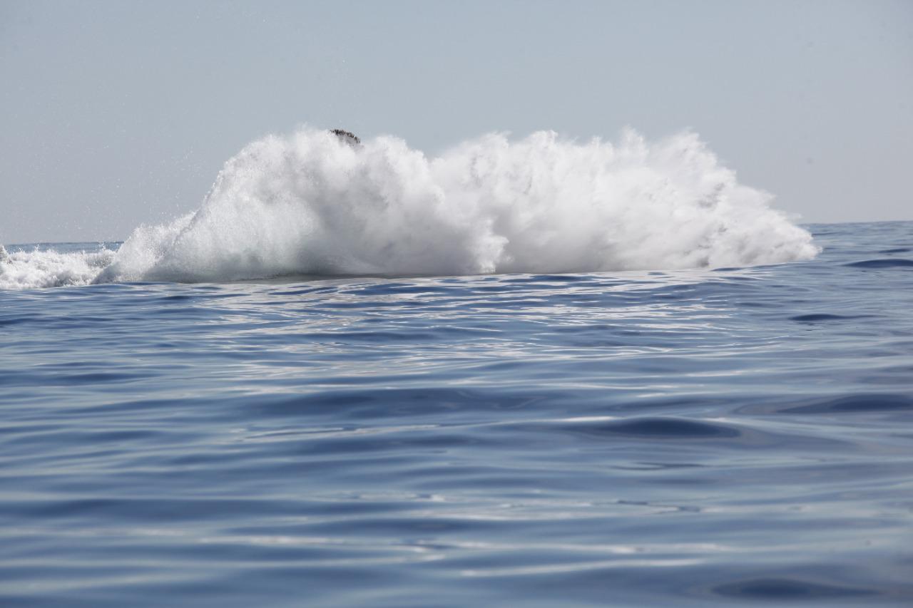 $!VIDEO | Viaje a la ballena jorobada frente a Mazatlán