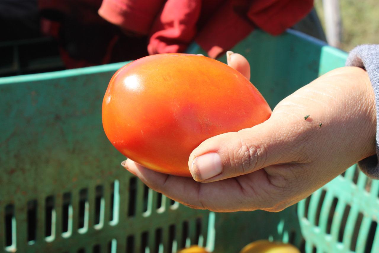 $!Tomate ‘salva’ a pequeños productores de chile en Escuinapa