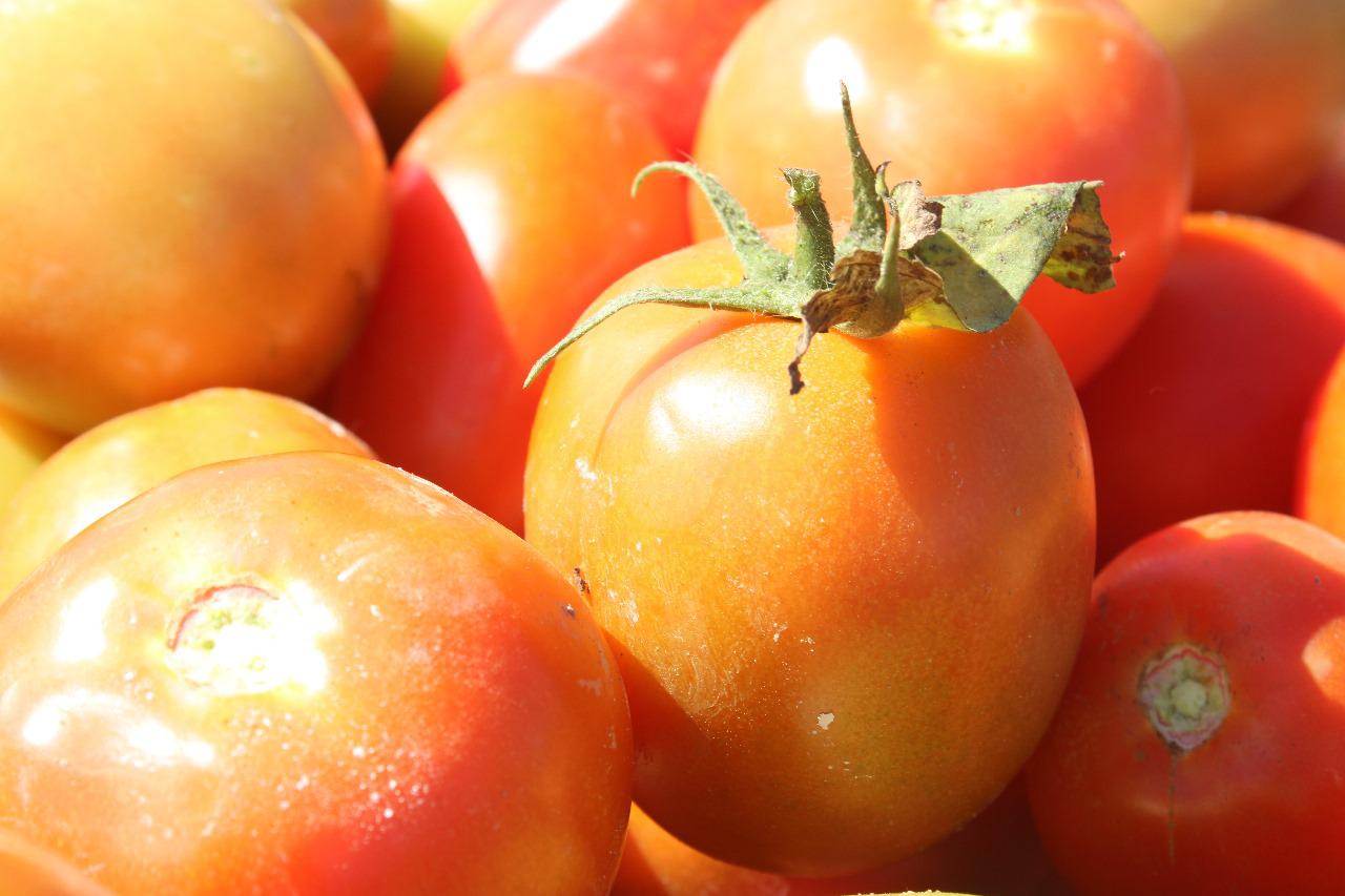 $!Tomate ‘salva’ a pequeños productores de chile en Escuinapa