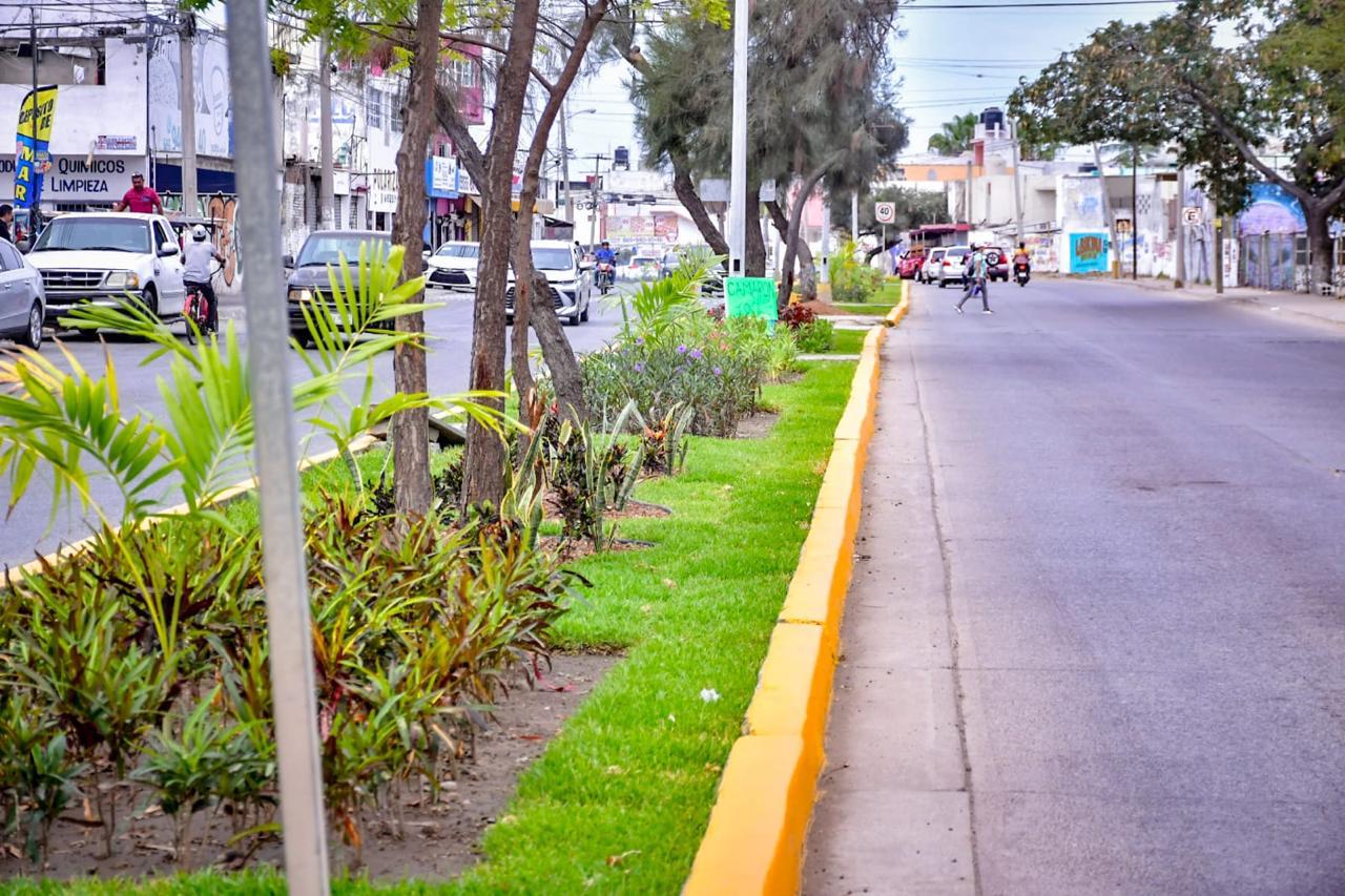 $!Robo de plantas en camellones y jardineras es una práctica recurrente que afecta imagen de Mazatlán: Alcalde