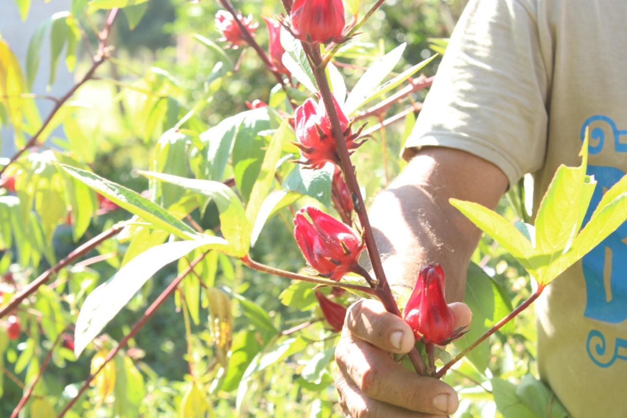 $!Aún sin tierras, pobladores de El Trébol I, Escuinapa, tienen en la jamaica una fuente de ingreso