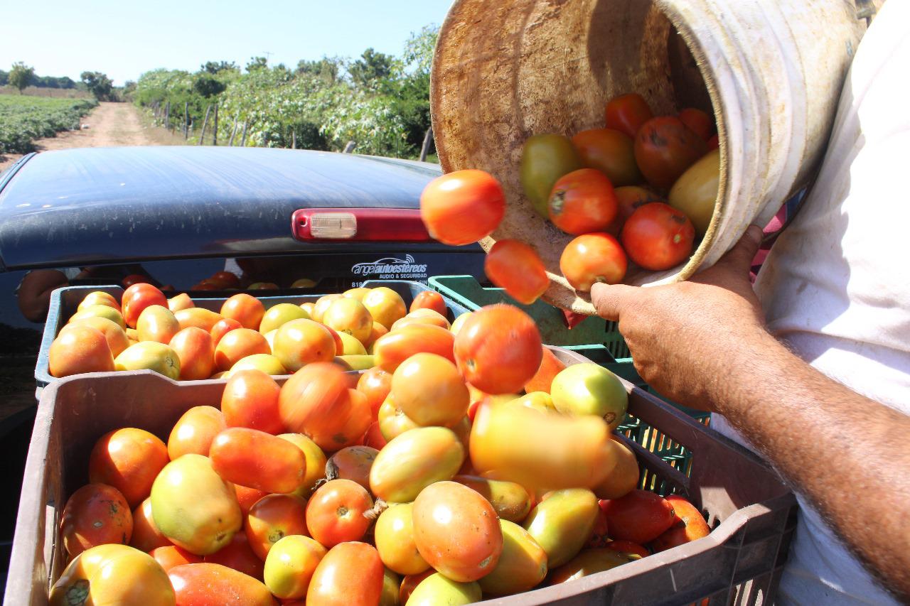 $!Tomate ‘salva’ a pequeños productores de chile en Escuinapa