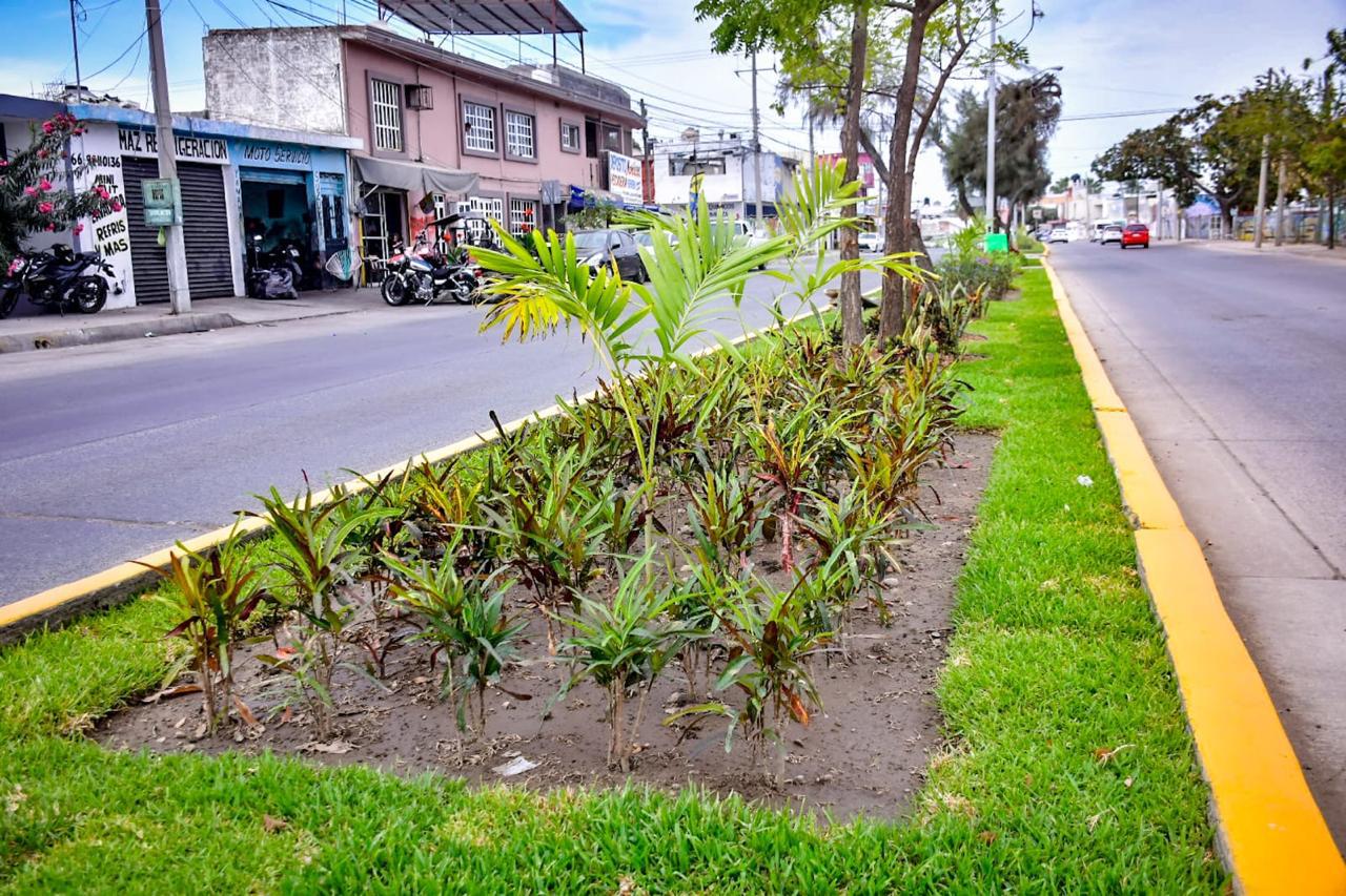 $!Robo de plantas en camellones y jardineras es una práctica recurrente que afecta imagen de Mazatlán: Alcalde