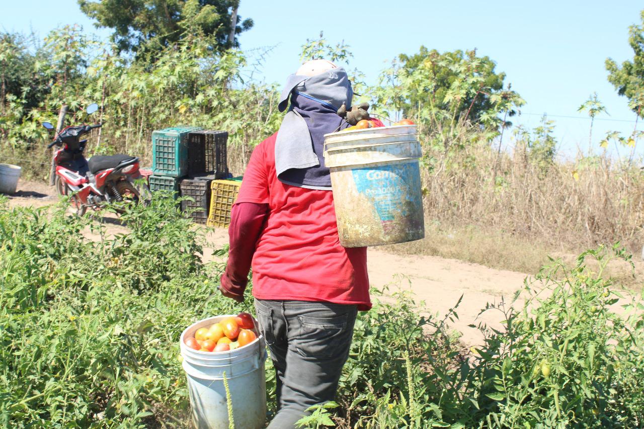 $!Tomate ‘salva’ a pequeños productores de chile en Escuinapa