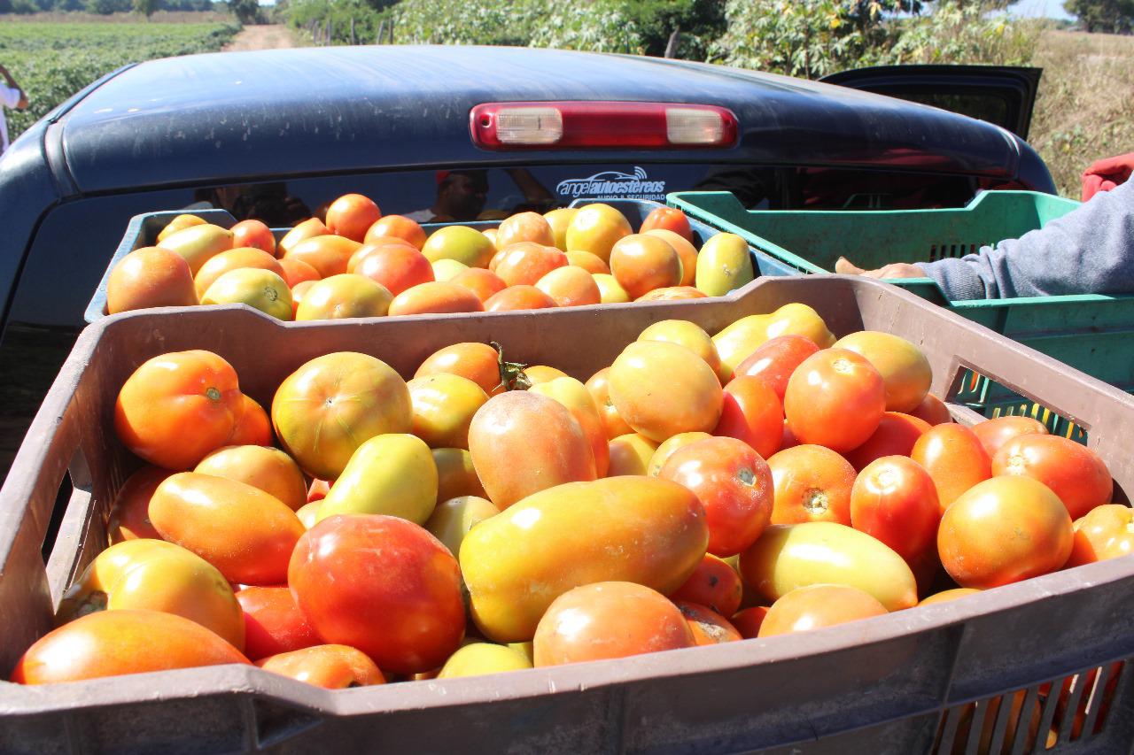 $!Tomate ‘salva’ a pequeños productores de chile en Escuinapa