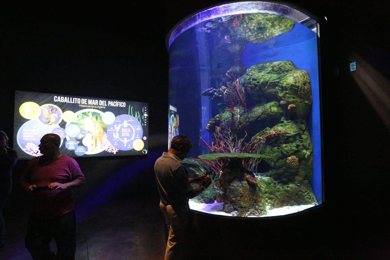 $!Inauguran el Gran Acuario Mazatlán Mar de Cortés, el más grande de América Latina