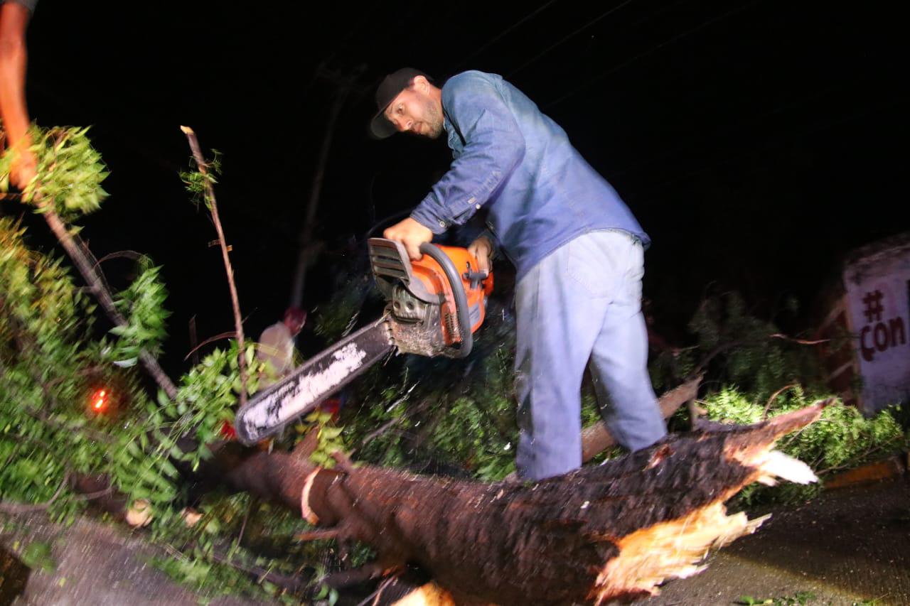 $!Lluvia y viento provocan caída de más de 60 árboles y anuncios, daños en vehículos y apagones