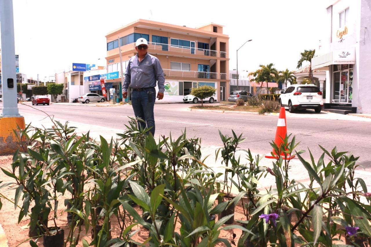 $!Restauran Avenida La Marina con acalifa, orejas de burro, árbol de orquídea, uva de mar, muñecas y corona de Cristo