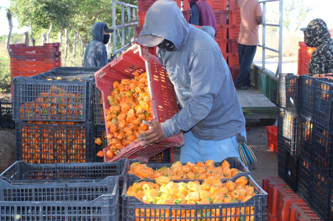 $!Apuestan a la siembra de chile habanero en el valle de Escuinapa