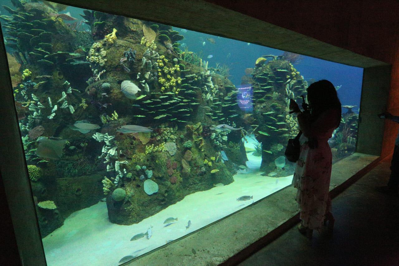 $!Inauguran el Gran Acuario Mazatlán Mar de Cortés, el más grande de América Latina