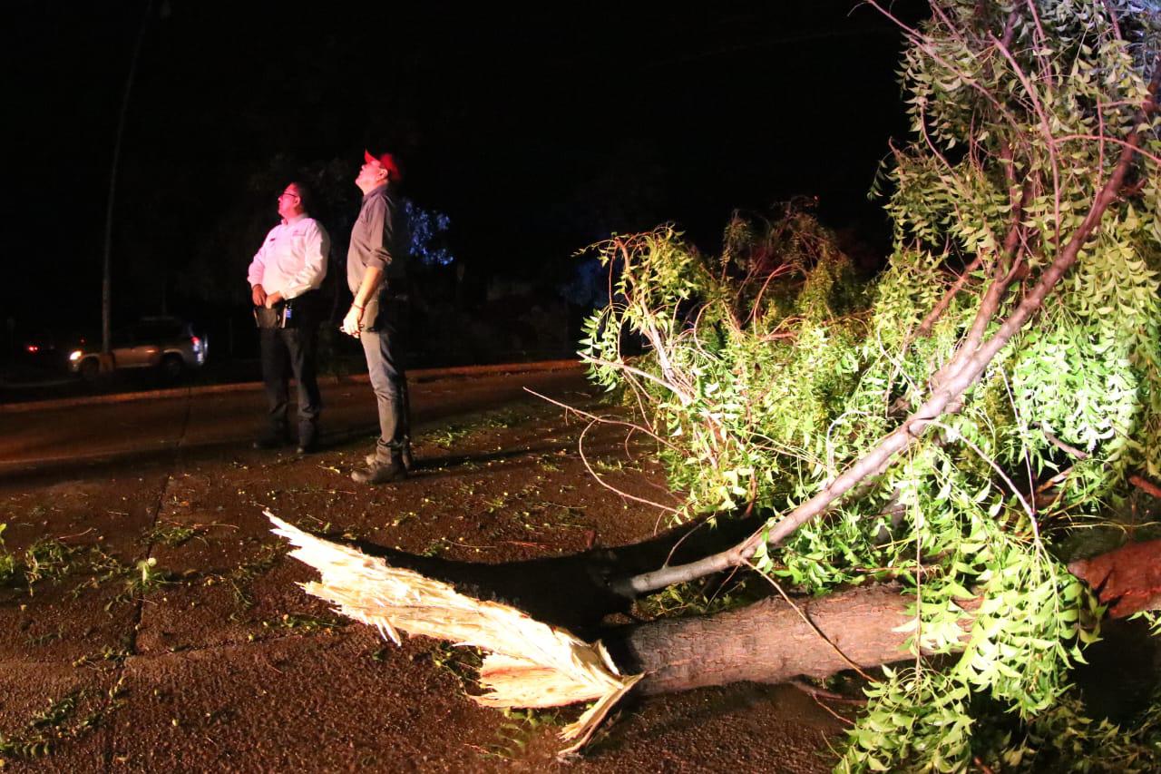 $!Lluvia y viento provocan caída de más de 60 árboles y anuncios, daños en vehículos y apagones