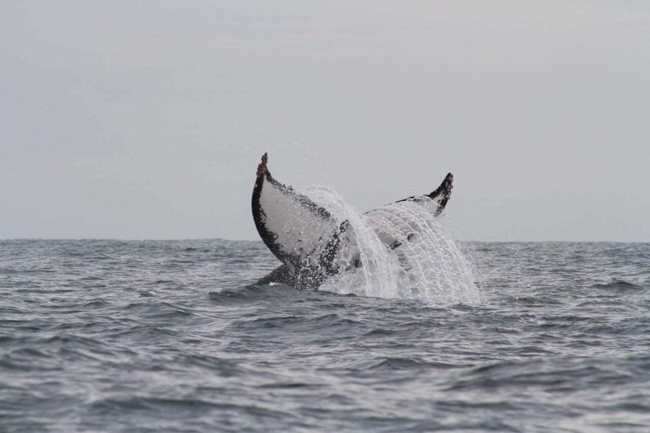 $!Urge proteger a las ballenas que llegan a México: Oceana