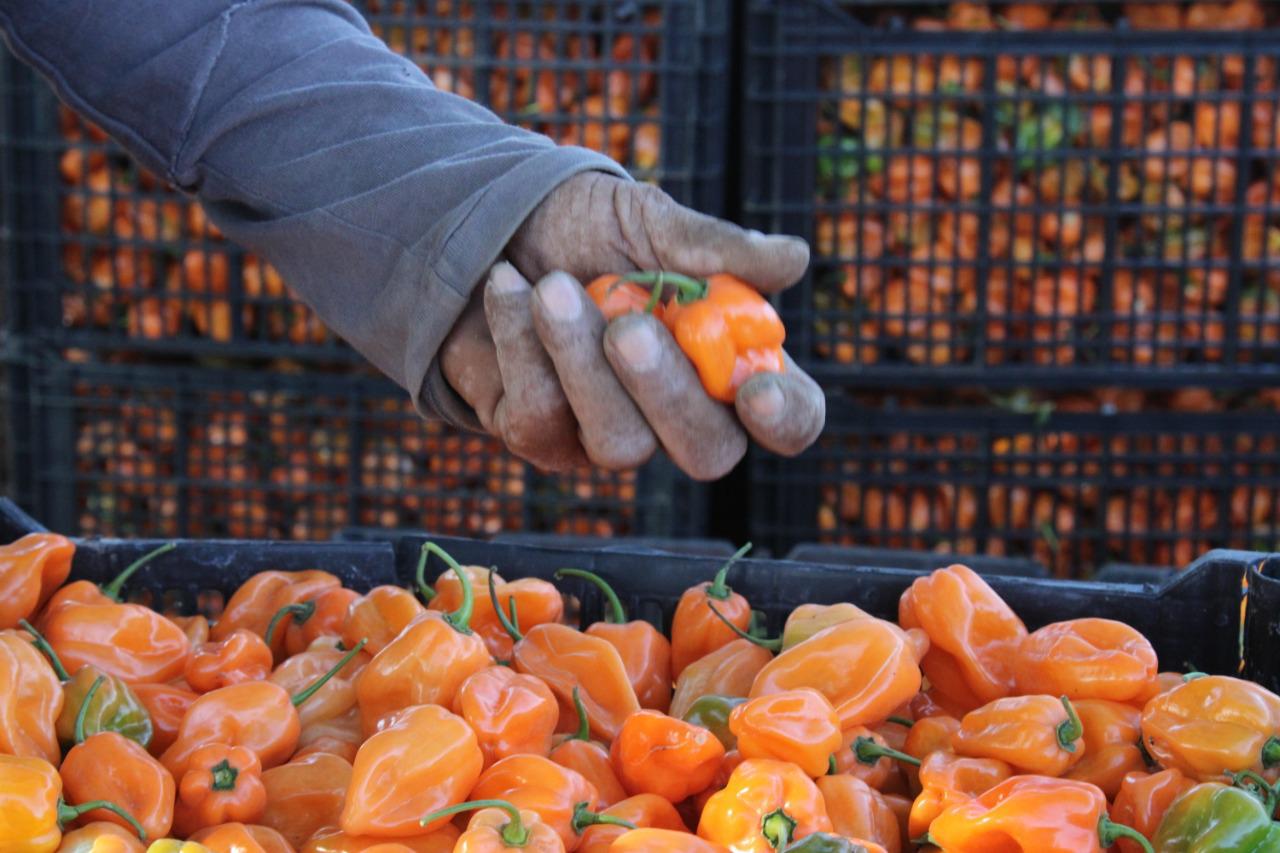 $!Apuestan a la siembra de chile habanero en el valle de Escuinapa