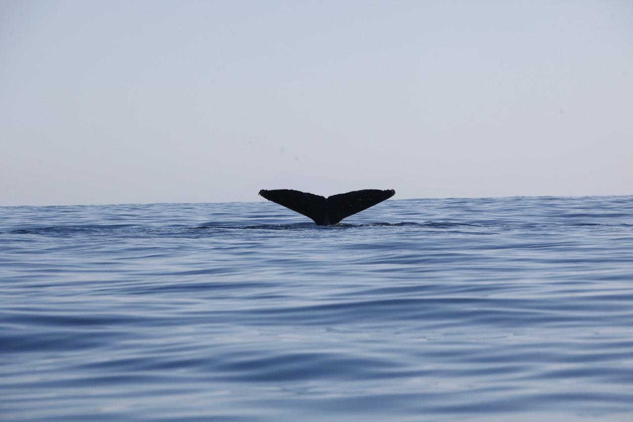 $!VIDEO | Viaje a la ballena jorobada frente a Mazatlán