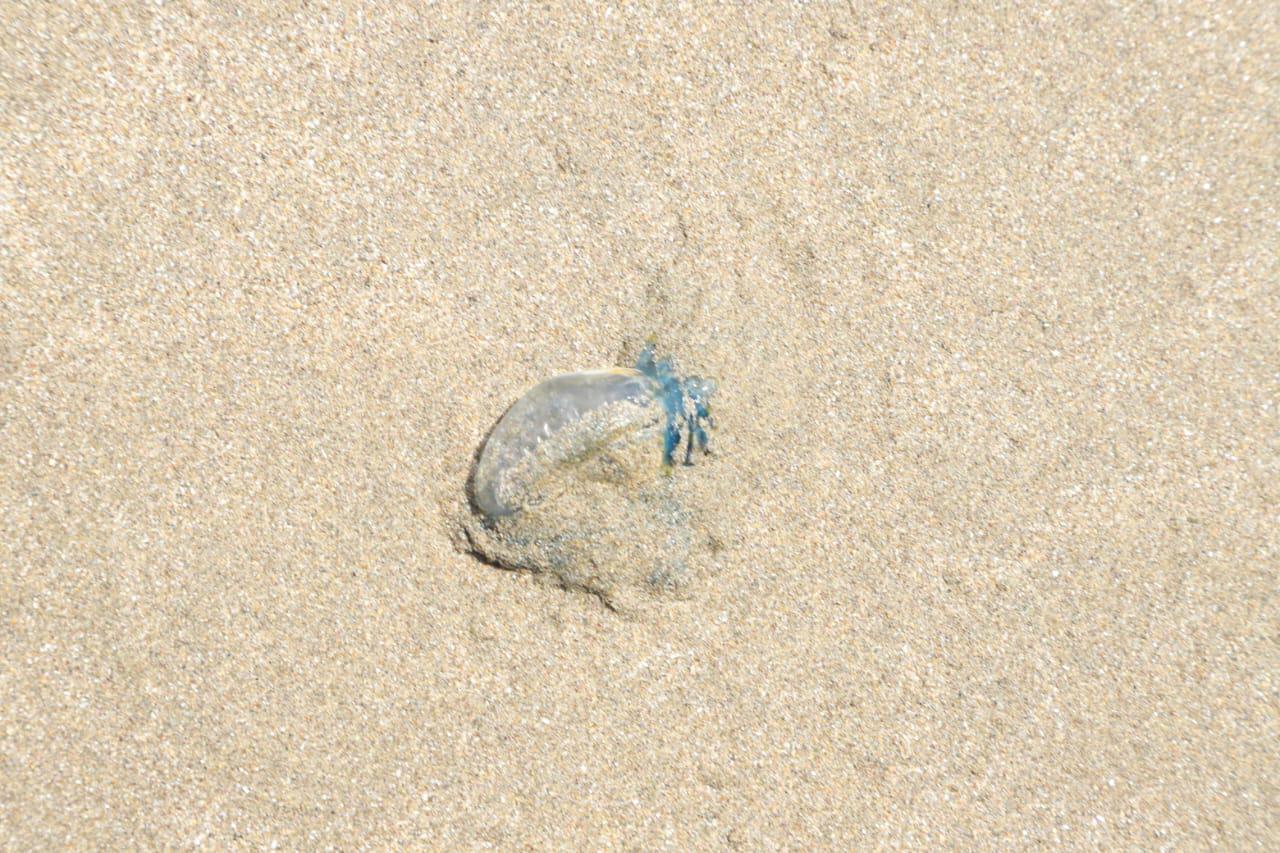 $!Atienden a 4 bañistas por contacto con quemadores; continúa el mar de fondo en playas de Mazatlán