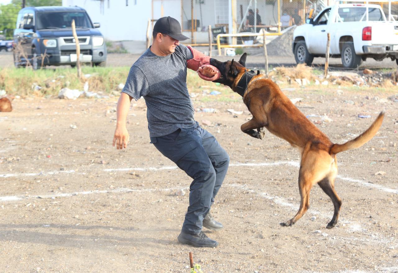 $!Toda una escuela la K9, la Unidad Canina de la SSPM de Mazatlán