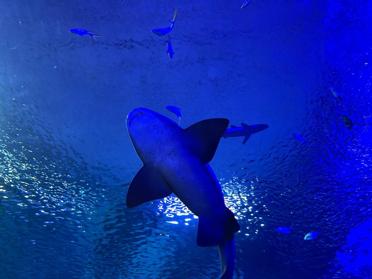 $!Invitan a disfrutar las Shark Nights, una experiencia nocturna en el Gran Acuario Mazatlán