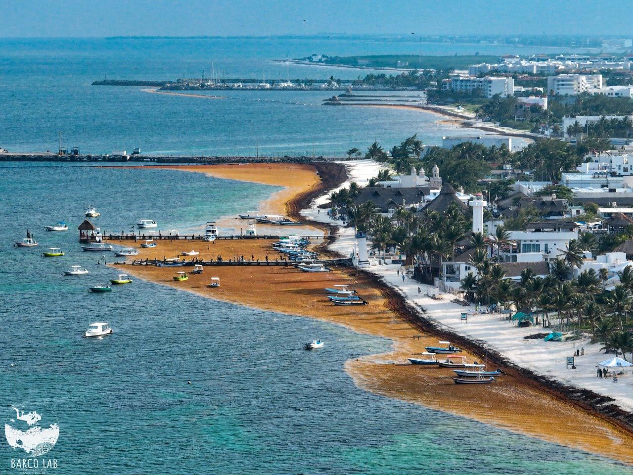 $!Una ola marrón de sargazo llega a la playa en la ciudad mexicana de Puerto Morelos.